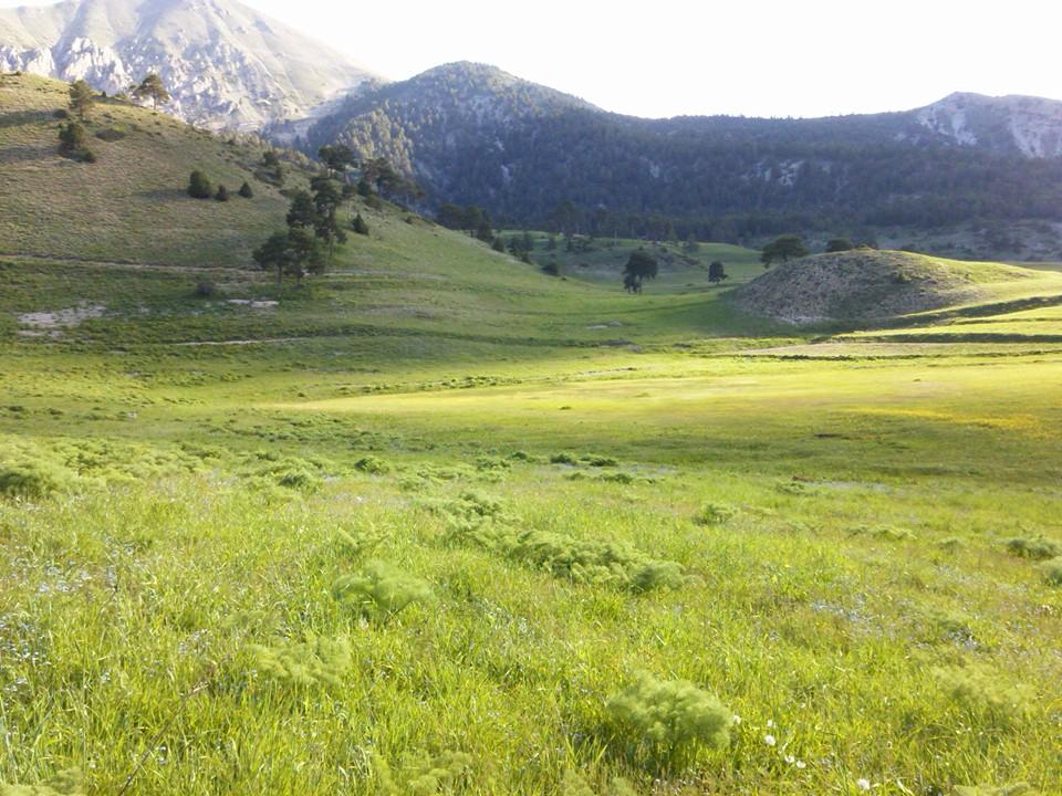 2015 Yayla Şenlikleri